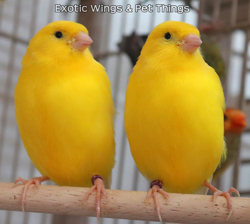 Yellow, White & Variegated Canary - Serinus canaria domestica