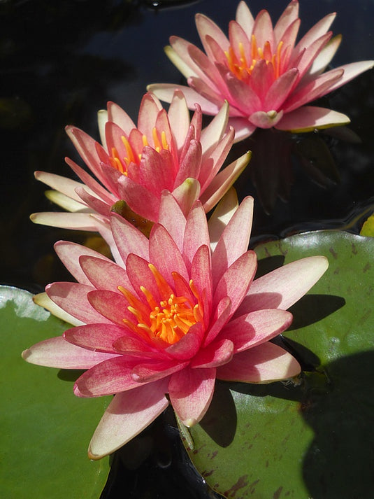 Little Sue | Nymphaea | Water Lily