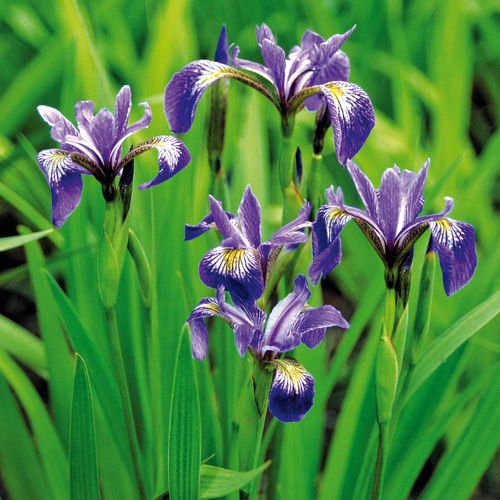 Blue Water Iris | Iris versicolor
