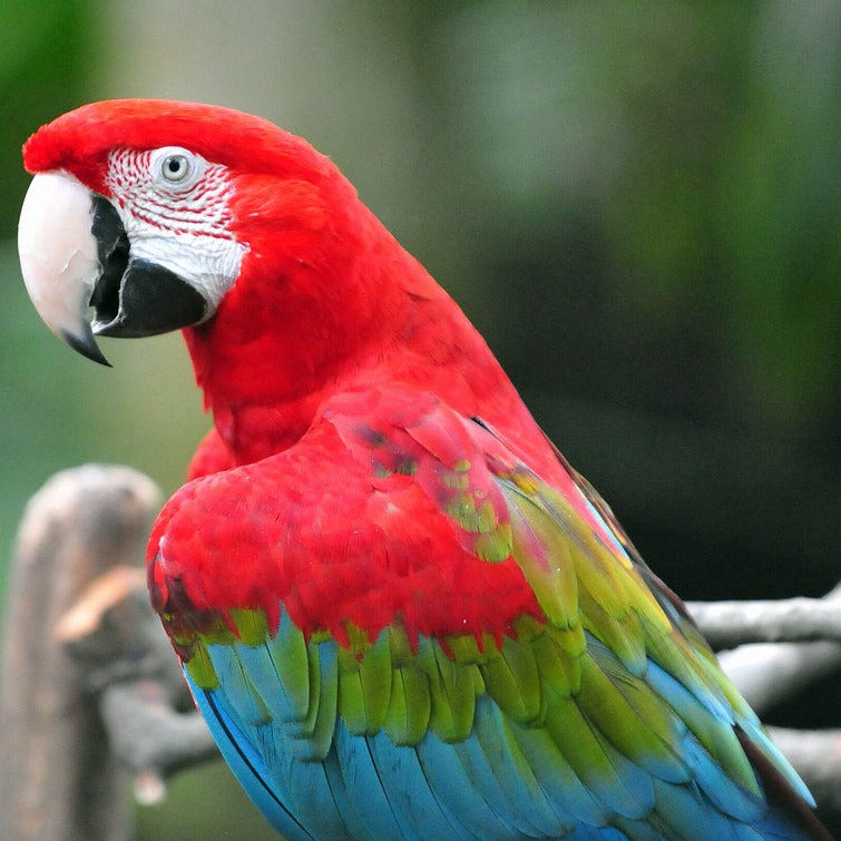 Hand Fed Red and Green Macaw - Ara chloropterus