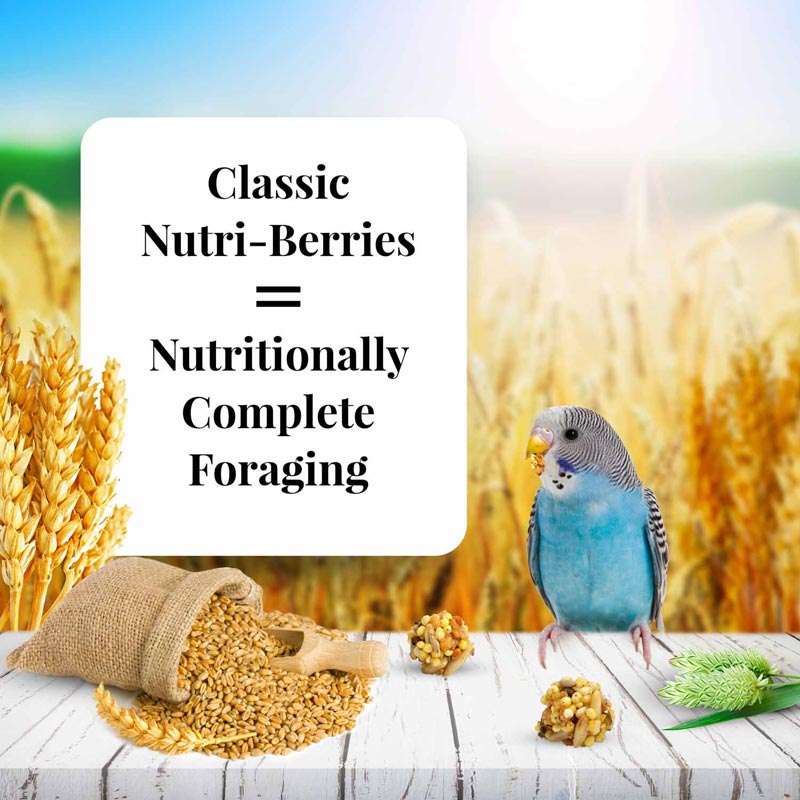 Lafeber's Classic Nutri-Berries Parakeet