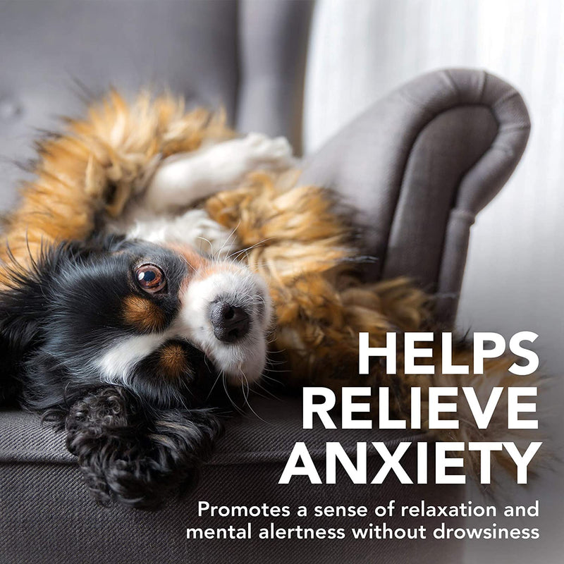 Comfort Calming Dog Soft Chews
