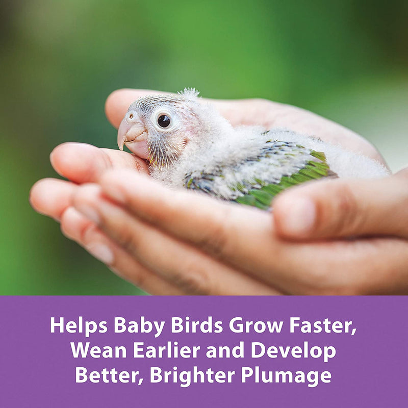 Kaytee Exact Hand-Feeding Formula for Baby Birds