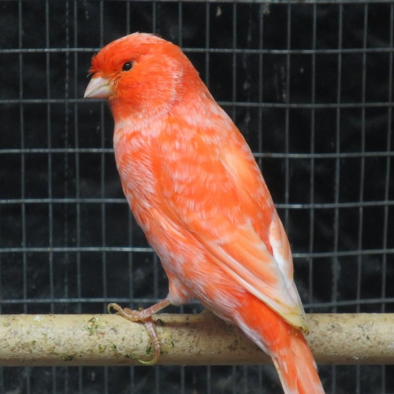 Red Factor Canary - Serinus canaria domestica