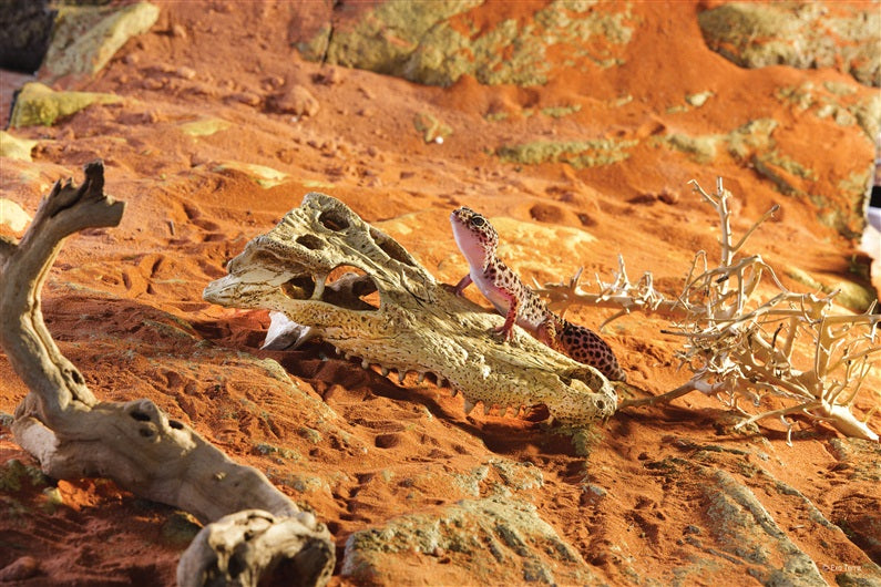 Exo Terra Reptile Crocodile Skull Accessory
