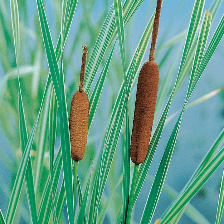 Variegated Broadleaf Cattail | Typha latifolia variegata
