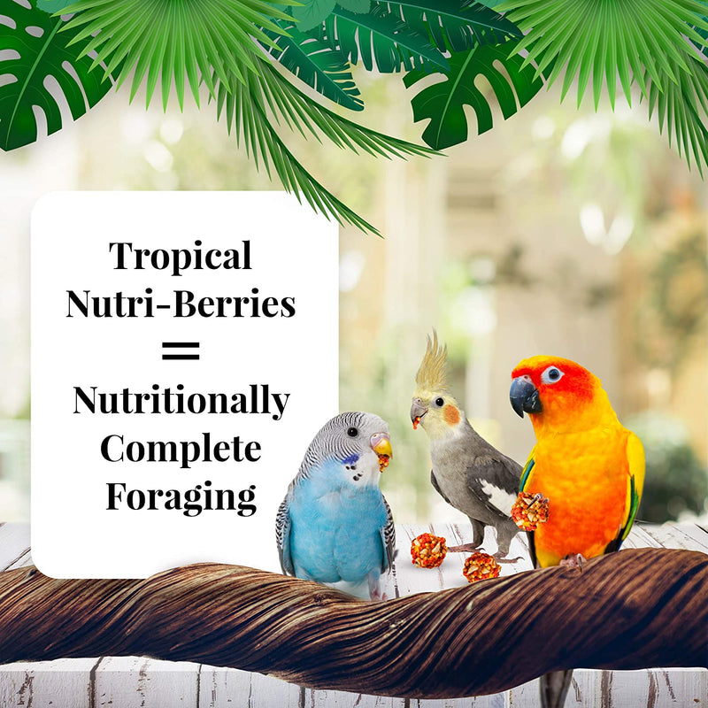 Lafeber's Tropical Fruit Gourmet Nutri-Berries for Small Birds 10oz - Exotic Wings and Pet Things