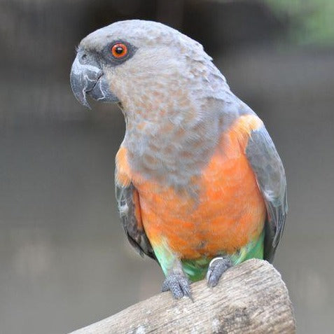 Hand Fed Red Bellied Parrot - Poicephalus rufiventris
