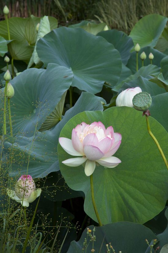 Mrs. Perry D. Slocum | Lotus | Nelumbo - Store Pickup Only
