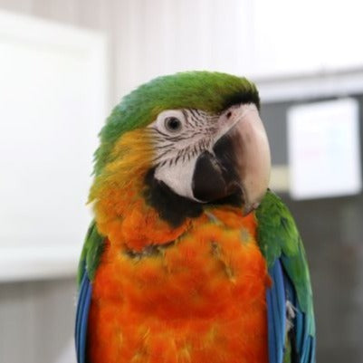 Hand Fed Catalina Macaw - Ara macao x Ara ararauna