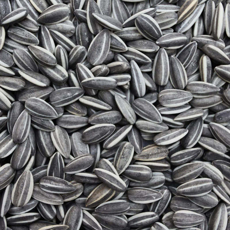 Striped Sunflower Seed 🍁
