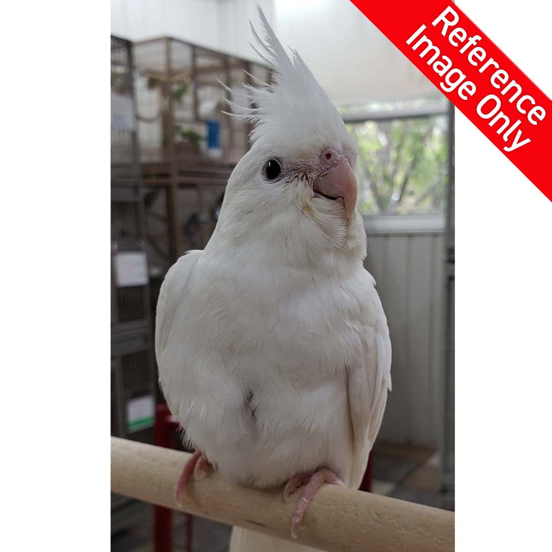 Hand Fed Cockatiel White Faced/Mutation - Nymphicus hollandicus