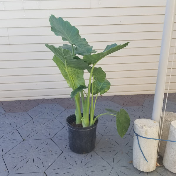 'Classic' | Alocasia | Tropical Plant - Local Pickup Only