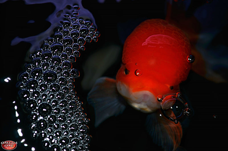Super Color Floating Pellets for Tropical Fish