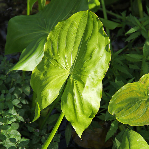 Arrowhead (Duck Potato) | Sagittaria latifolia