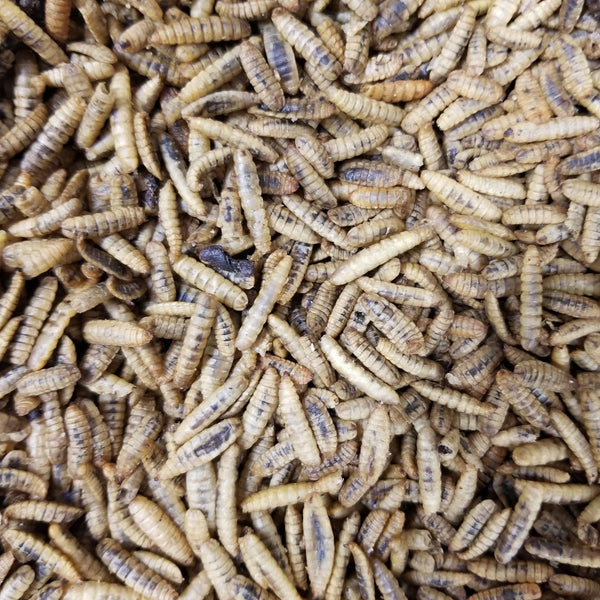 Dried Black Soldier Fly Larvae - For Bird/Reptile/Small Pet