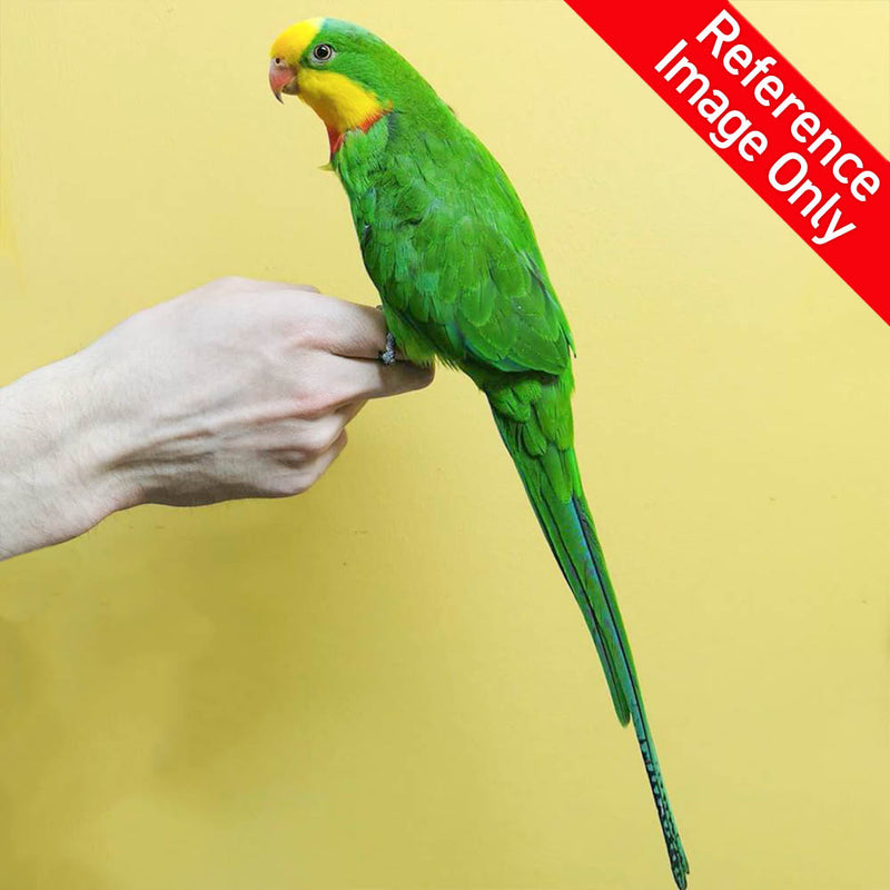 Hand Fed Barraband Parakeet - Polytelis swainsonii