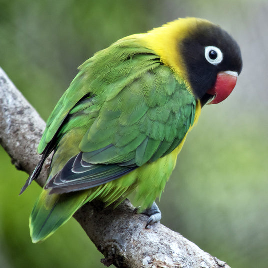 Hand Fed Black-Masked Lovebird - Agapornis personatus