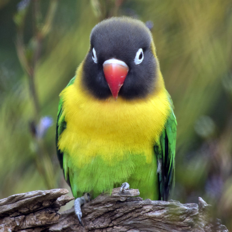 Hand Fed Black-Masked Lovebird - Agapornis personatus
