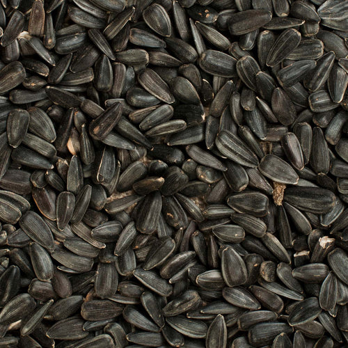 Black Oil Bird Seed 🍁