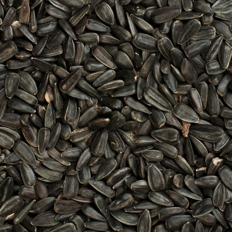 Black Oil Bird Seed