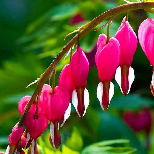 Common Bleeding Heart | Dicentra spectabilis | 1 Gal - Local Pickup Only