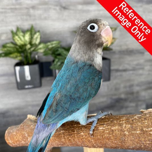 Hand Fed Fischer's Lovebird/Mutation - Agapornis fischeri