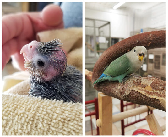 Book a Timeslot to Pickup Your New Bird