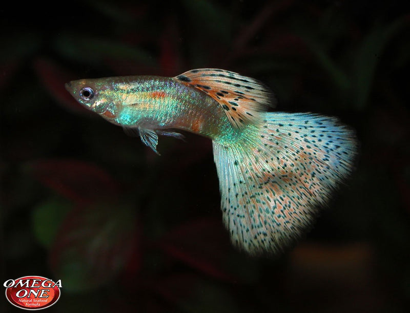 Omaga One Color Mini Pellets for Tropical Fish
