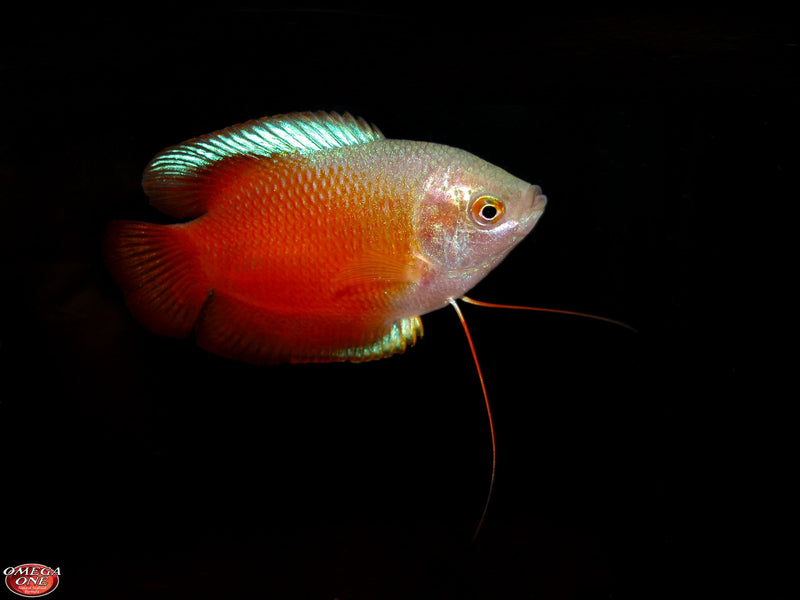 Omaga One Color Mini Pellets for Tropical Fish
