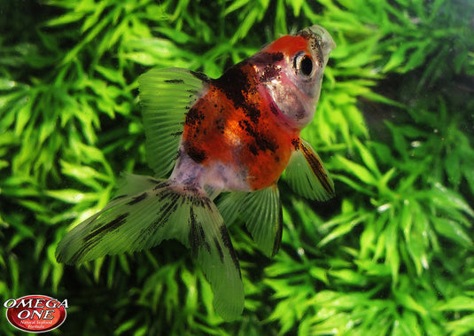 Omega One Goldfish Pellets Large 108 g 3.8 oz