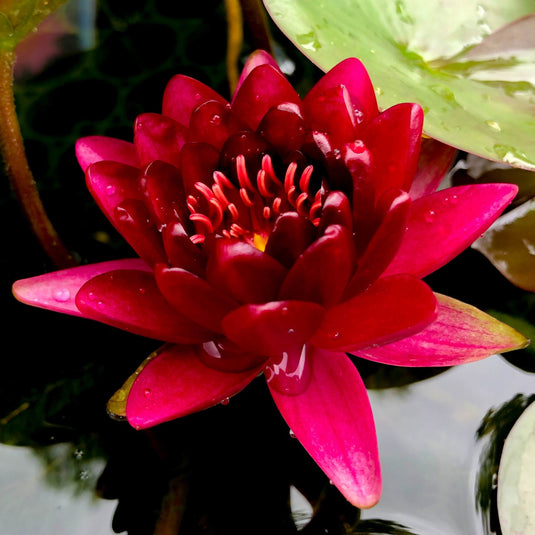 Burgundy Princess | Nymphaea | Water Lily
