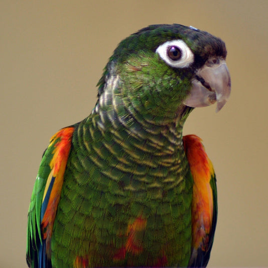 Hand Fed Fiery-Shouldered Conure - Pyrrhura egregia