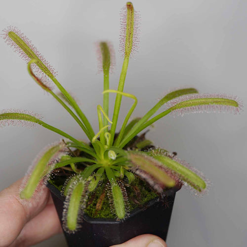 Cape Sundew