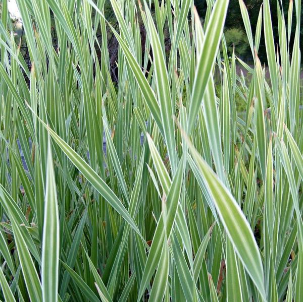 Variegated Broadleaf Cattail | Typha latifolia variegata
