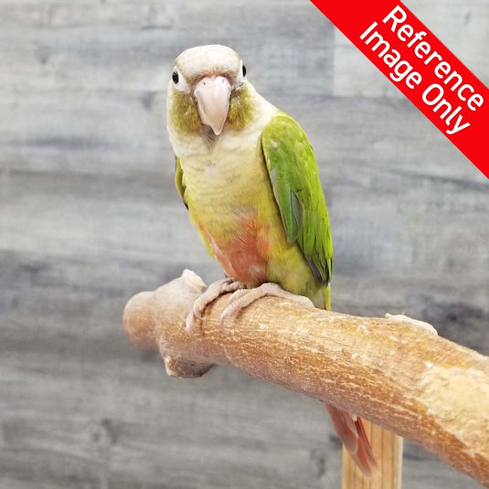 Hand Fed Green Cheeked Conure/Mutation - Pyrrhura molinae