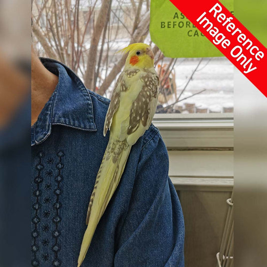 Hand Fed Cockatiel/Mutation - Nymphicus hollandicus