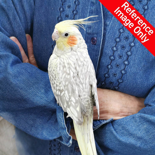 Hand Fed Cockatiel/Mutation - Nymphicus hollandicus