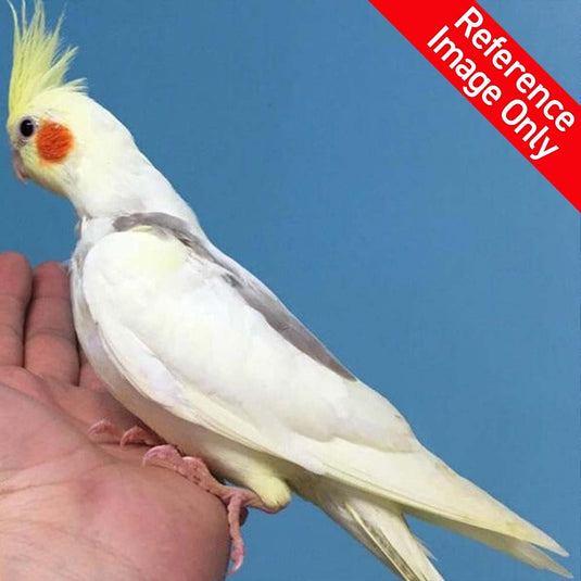 Hand Fed Cockatiel/Mutation - Nymphicus hollandicus