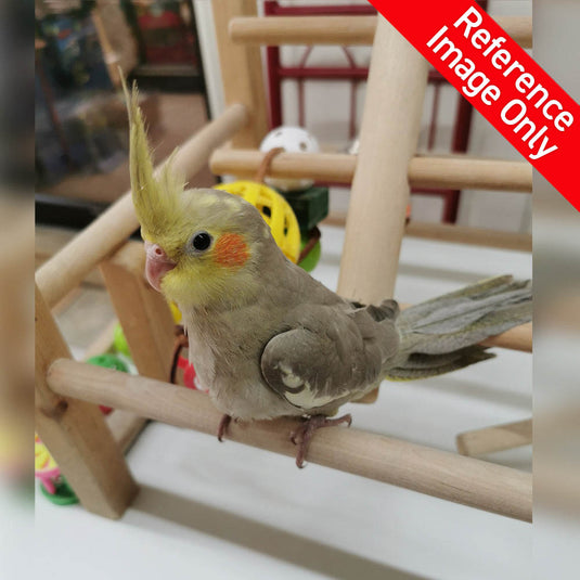 Hand Fed Cockatiel/Mutation - Nymphicus hollandicus