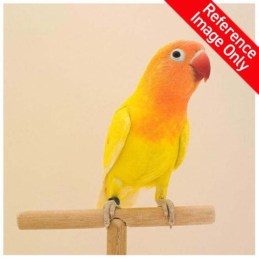 Hand Fed Fischer's Lovebird/Mutation - Agapornis fischeri