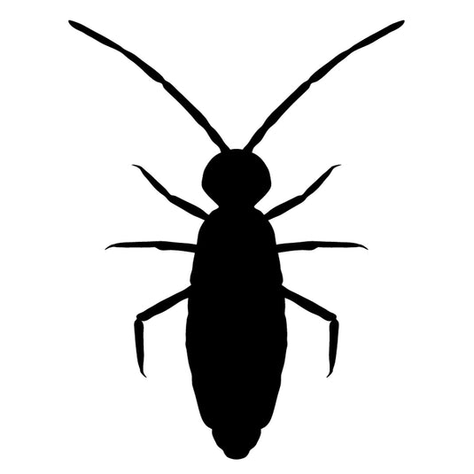 Live Springtail Culture
