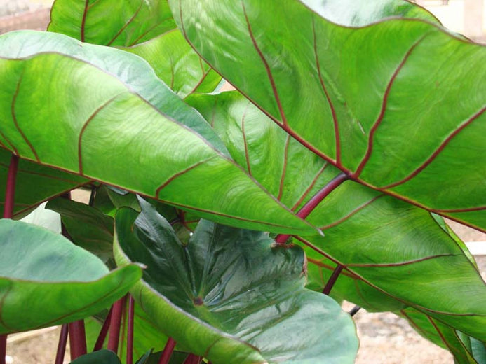 'Hawaiian Punch' | Colocasia | Elephant Ears | Tropical Plant
