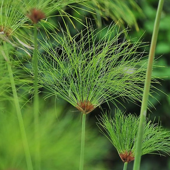 King Tut Papyrus | Cyperus papyrus
