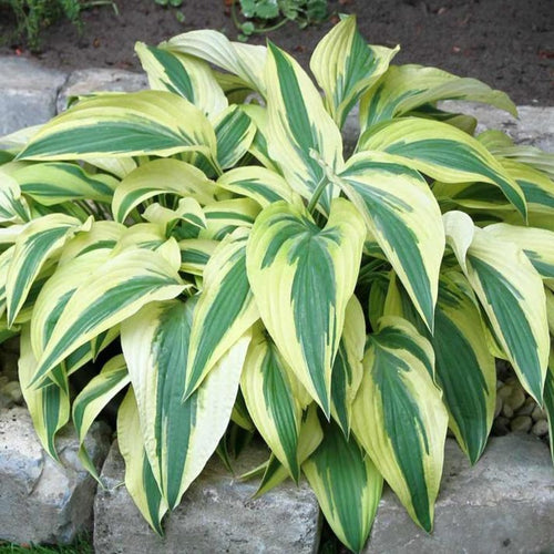 Lakeside Dragon Fly | Specialty Hosta
