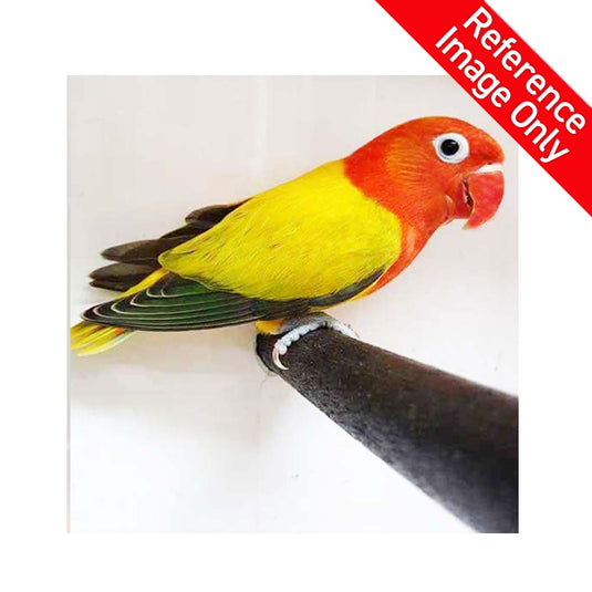 Hand Fed Fischer's Lovebird/Mutation - Agapornis fischeri