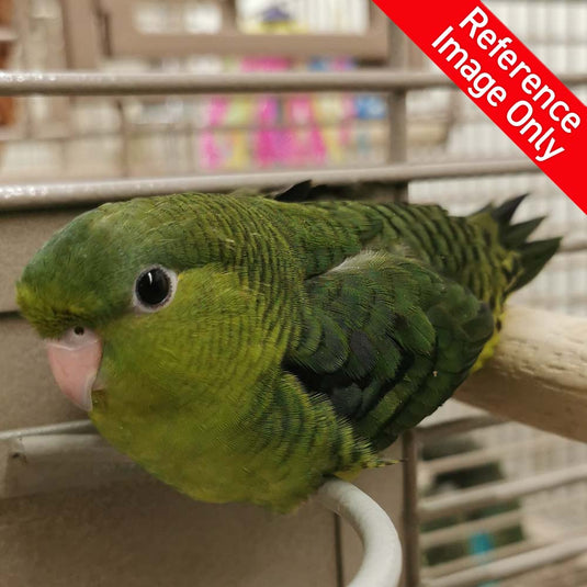 Hand Fed Lineolated Parakeet/Mutation - Bolborhynchus lineola