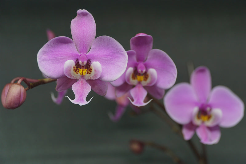 Phalaenopsis schilleriana Orchid