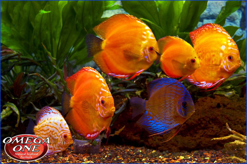 Omega One Freeze Dried Blood Worm for Tropical Fish/Reptile
