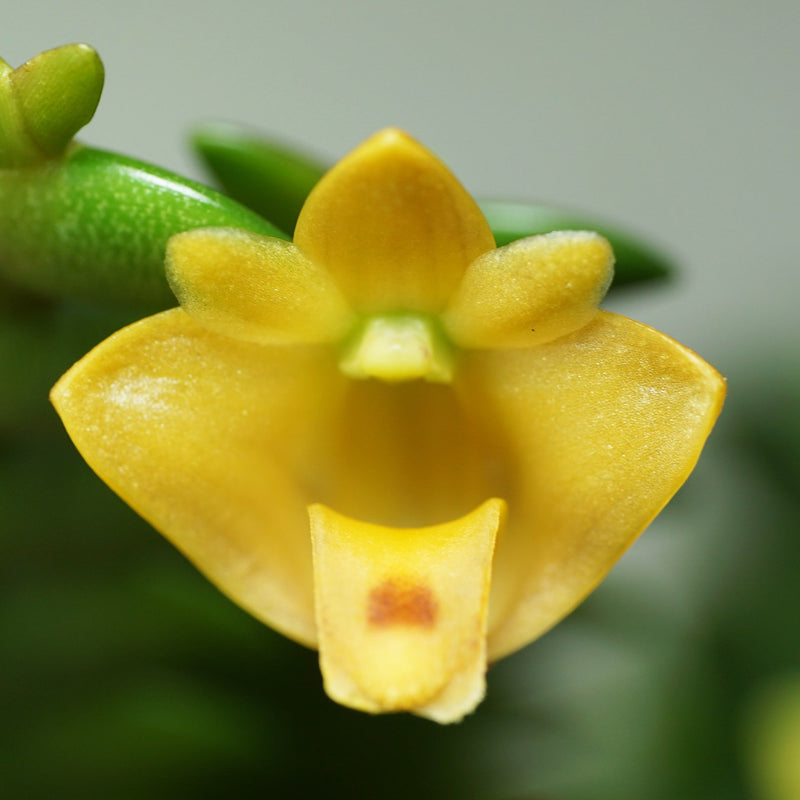 Dendrobium leonis Orchid